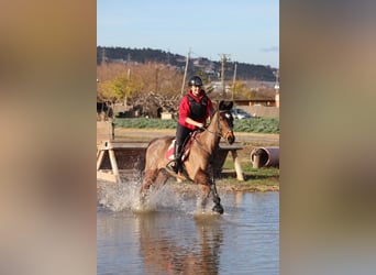 Anglo árabe, Caballo castrado, 11 años, Castaño oscuro