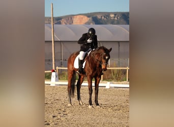 Anglo árabe, Caballo castrado, 11 años, Castaño oscuro