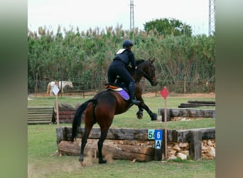 Anglo árabe, Caballo castrado, 11 años, Castaño oscuro