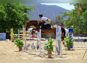 Anglo árabe, Caballo castrado, 13 años, Alazán