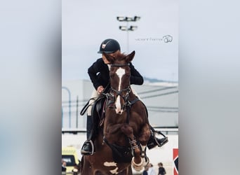 Anglo árabe, Caballo castrado, 13 años, Alazán