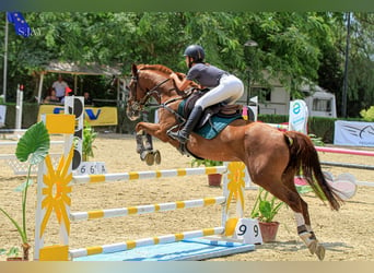 Anglo árabe, Caballo castrado, 13 años, Alazán