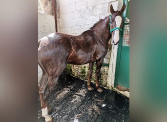 Anglo árabe, Caballo castrado, 14 años, 157 cm, Alazán