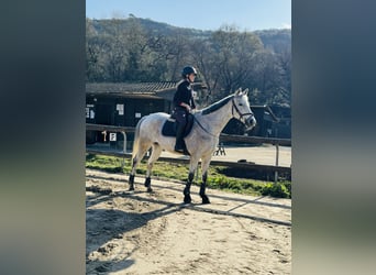 Anglo árabe, Caballo castrado, 14 años, 160 cm, Tordo