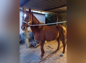 Anglo árabe, Caballo castrado, 15 años, 165 cm, Alazán