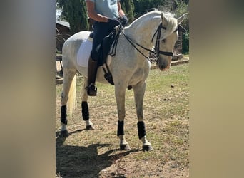 Anglo árabe Mestizo, Caballo castrado, 17 años, 161 cm, Tordo
