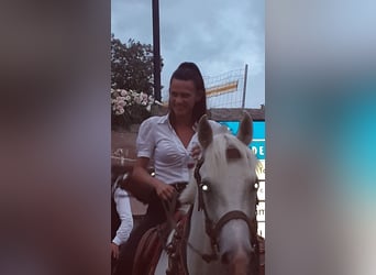Anglo árabe, Caballo castrado, 20 años, 155 cm, Tordo