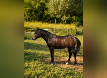Anglo árabe, Caballo castrado, 2 años, 150 cm, Morcillo