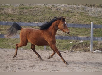 Anglo árabe, Caballo castrado, 2 años, 158 cm, Castaño