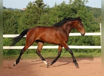 Anglo árabe, Caballo castrado, 2 años, 160 cm, Castaño oscuro