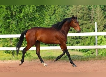 Anglo árabe, Caballo castrado, 2 años, 160 cm, Castaño oscuro