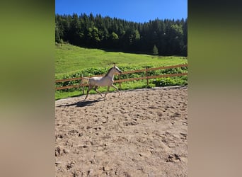 Anglo árabe, Caballo castrado, 2 años, 160 cm, Musgo