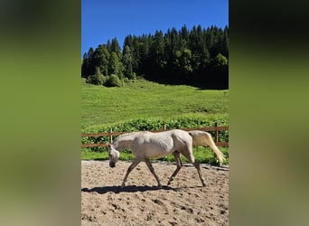 Anglo árabe, Caballo castrado, 2 años, 160 cm, Musgo