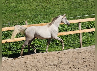 Anglo árabe, Caballo castrado, 2 años, 160 cm, Musgo