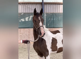 Anglo árabe, Caballo castrado, 2 años, 167 cm, Pío