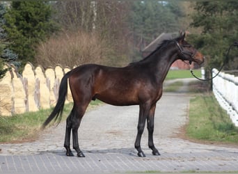 Anglo árabe, Caballo castrado, 2 años, 170 cm, Castaño oscuro