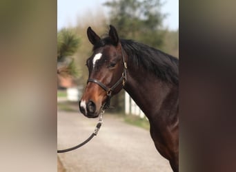 Anglo árabe, Caballo castrado, 2 años, 170 cm, Castaño oscuro