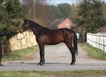 Anglo árabe, Caballo castrado, 2 años, 170 cm, Castaño oscuro