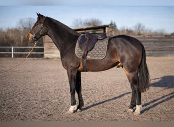 Anglo árabe, Caballo castrado, 2 años, Castaño