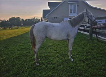 Anglo árabe, Caballo castrado, 3 años, 142 cm, Tordo