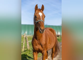 Anglo árabe, Caballo castrado, 3 años, 154 cm, Alazán