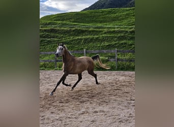 Anglo árabe, Caballo castrado, 3 años, 155 cm, Tordillo negro