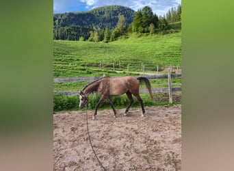Anglo árabe, Caballo castrado, 3 años, 155 cm, Tordillo negro