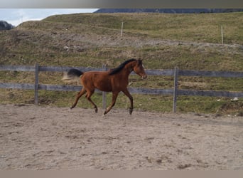 Anglo árabe, Caballo castrado, 3 años, 158 cm, Castaño