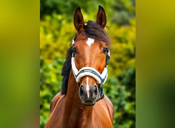 Anglo árabe, Caballo castrado, 3 años, 158 cm, Castaño rojizo