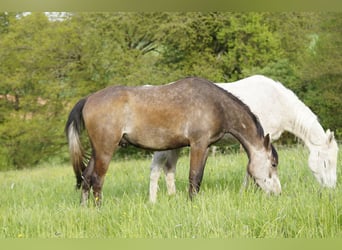 Anglo árabe, Caballo castrado, 3 años, 158 cm, Tordo ruano