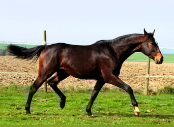 Anglo árabe, Caballo castrado, 3 años, 160 cm, Morcillo