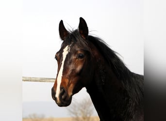 Anglo árabe, Caballo castrado, 3 años, 160 cm, Morcillo