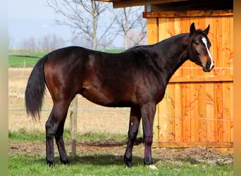 Anglo árabe, Caballo castrado, 3 años, 160 cm, Morcillo
