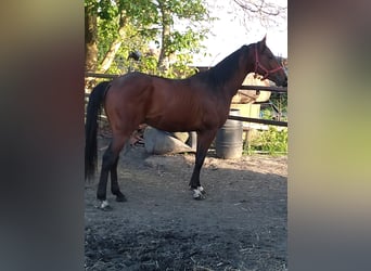 Anglo árabe, Caballo castrado, 3 años, 163 cm, Castaño rojizo