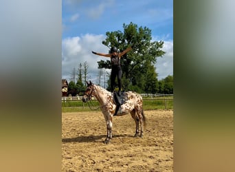 Anglo árabe Mestizo, Caballo castrado, 3 años, 165 cm, Atigrado/Moteado