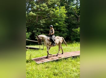 Anglo árabe Mestizo, Caballo castrado, 3 años, 165 cm, Atigrado/Moteado