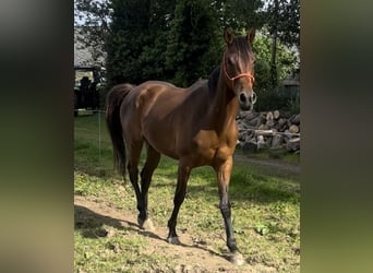 Anglo árabe, Caballo castrado, 3 años, 165 cm, Castaño