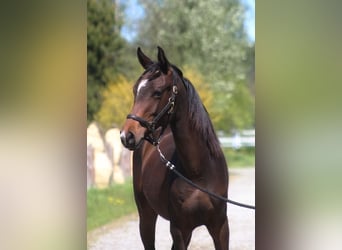 Anglo árabe, Caballo castrado, 3 años, 169 cm, Castaño oscuro