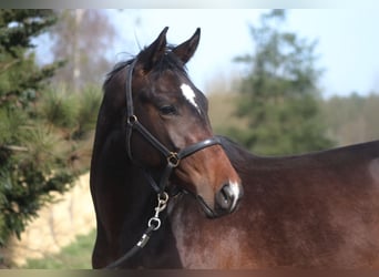 Anglo árabe, Caballo castrado, 3 años, 169 cm, Castaño oscuro