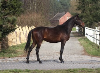 Anglo árabe, Caballo castrado, 3 años, 169 cm, Castaño oscuro