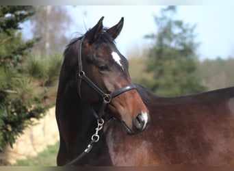 Anglo árabe, Caballo castrado, 3 años, 170 cm, Castaño oscuro