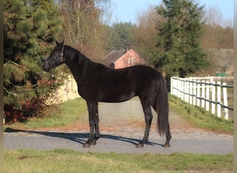 Anglo árabe, Caballo castrado, 3 años, 175 cm, Negro