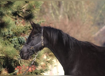 Anglo árabe, Caballo castrado, 3 años, 175 cm, Negro