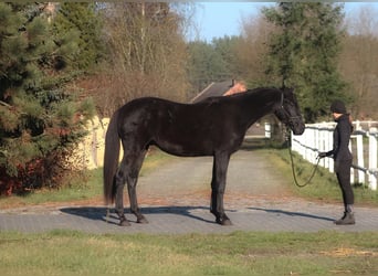 Anglo árabe, Caballo castrado, 3 años, 176 cm, Negro
