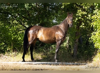 Anglo árabe, Caballo castrado, 4 años, 160 cm, Negro