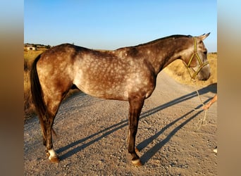 Anglo árabe, Caballo castrado, 4 años, 162 cm, Tordo