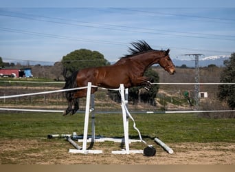Anglo árabe, Caballo castrado, 4 años, 165 cm, Castaño