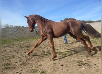 Anglo árabe, Caballo castrado, 4 años, 166 cm, Alazán