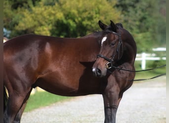 Anglo árabe, Caballo castrado, 4 años, 168 cm, Castaño oscuro