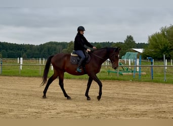 Anglo árabe, Caballo castrado, 4 años, 168 cm, Castaño oscuro
